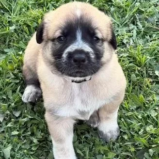 Texas Ranger thumbnail 4