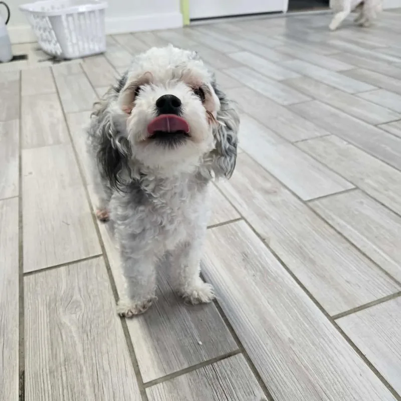 A young small-sized female Gray / Blue / Silver Yorkshire Terrier dog named Sissy for adoption in Newport, TN