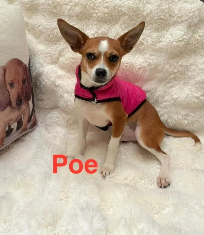 A baby small-sized male Apricot / Beige Chihuahua dog named Poe for adoption in TOMBALL, TX