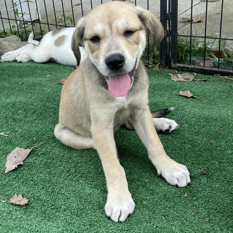 A baby medium-sized female Yellow / Tan / Blond / Fawn Great Pyrenees dog named Betsy Patriot for adoption in Cincinnati, OH