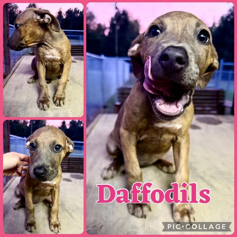 A baby small-sized female Pit Bull Terrier dog named Daffodils for adoption in Opelika, AL