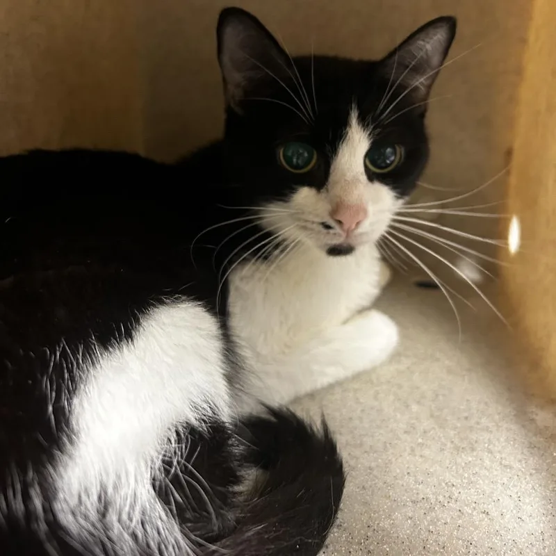 An adult medium-sized female Black Domestic Short Hair cat named Beyonce for adoption in Reno, NV