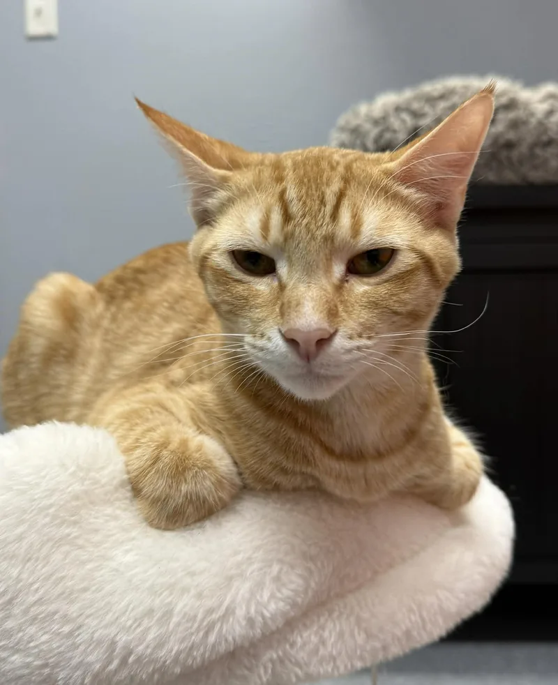 A young small-sized male Tabby (Orange / Red) Domestic Short Hair cat named Jeff for adoption in Weatherford, TX