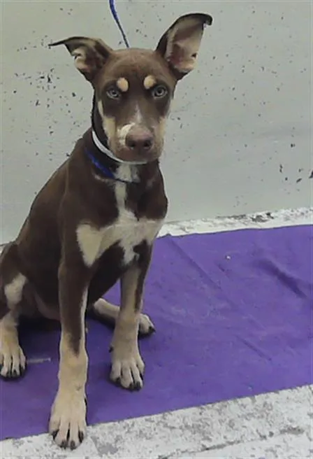 A baby medium-sized male Siberian Husky dog named Latte for adoption in Houston, TX