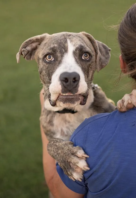 A young large-sized male American Staffordshire Terrier dog named Bruno for adoption in Madera, CA