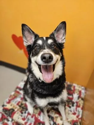 An adult large-sized female Mixed Breed dog named LunaLee for adoption in Bellingham, WA