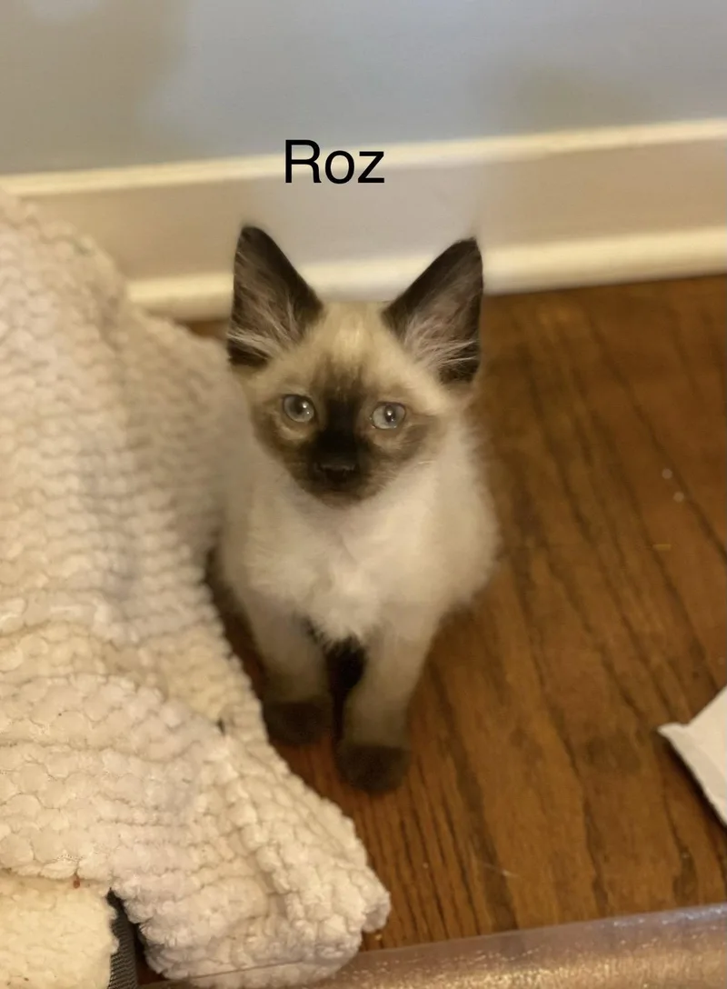 A baby small-sized female Siamese cat named Roz C Weaver for adoption in Saunderstown, RI