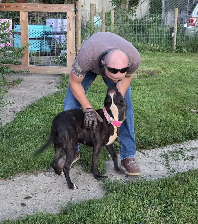 An adult medium-sized female Pit Bull Terrier dog named Pippy for adoption in Athens, TX