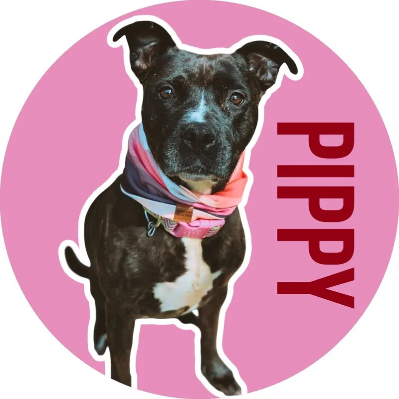 Pippy thumbnail 2