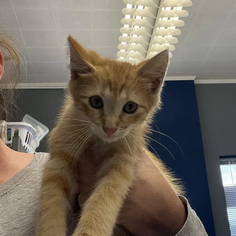 A baby small-sized male Orange / Red Domestic Short Hair cat named Sun Aft for adoption in Oak Hill, WV