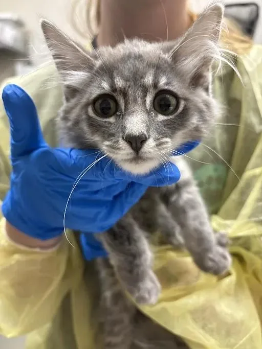 A baby small-sized female Domestic Medium Hair cat named Daphne for adoption in Las Vegas, NV