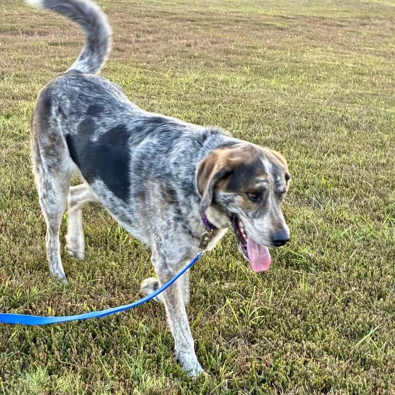 An adult large-sized male Tricolor (Brown, Black, & White) Mixed Breed dog named Milton for adoption in Gallatin, TN