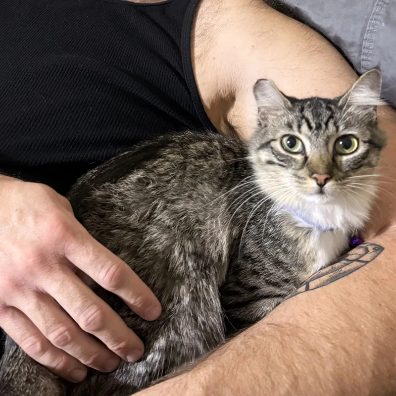 A young small-sized female Domestic Medium Hair cat named Chloe for adoption in St. Cloud, FL