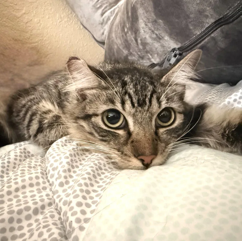 Chloe thumbnail 3