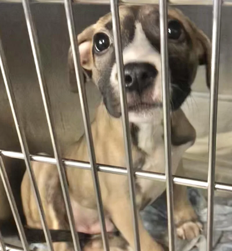 A baby medium-sized male Black Mixed Breed dog named Antonio for adoption in Parma, OH