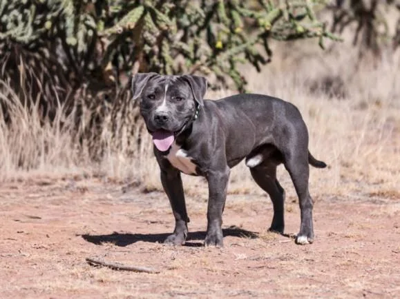 A young large-sized male Mixed Breed dog named Otis for adoption in Santa Fe, NM