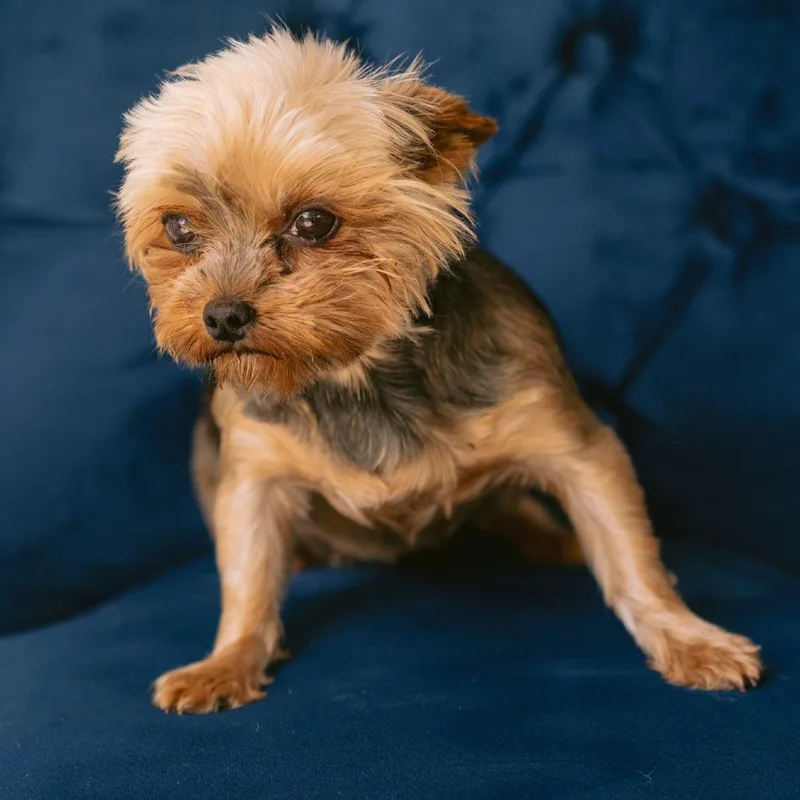 An adult small-sized female Yorkshire Terrier dog named Irene for adoption in Zionsville, IN