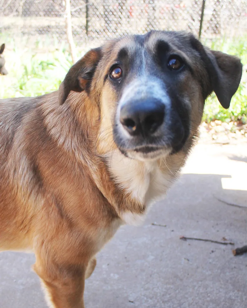 A young large-sized female Tricolor (Brown, Black, & White) Anatolian Shepherd dog named Venus for adoption in Guthrie, OK