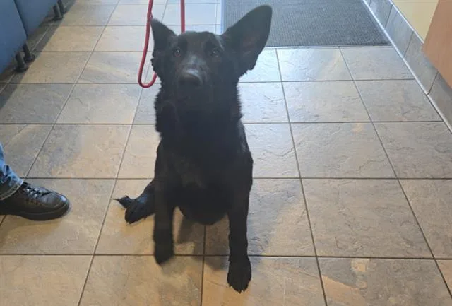 A baby small-sized female German Shepherd Dog dog named Sierra for adoption in Tustin, CA