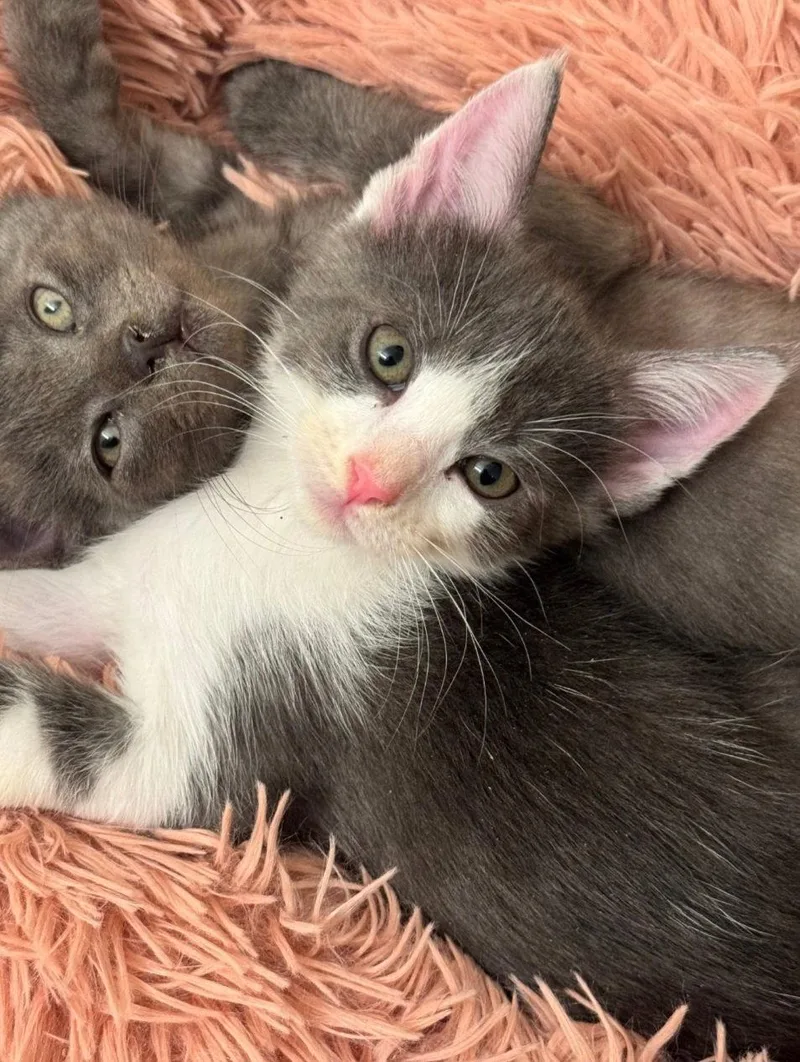 A baby medium-sized female Gray & White Tuxedo cat named Misty for adoption in Campbell, CA