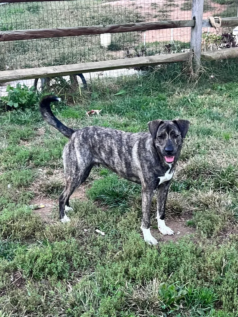 An adult medium-sized male Brindle Great Pyrenees dog named John Deere for adoption in Salisbury, MD