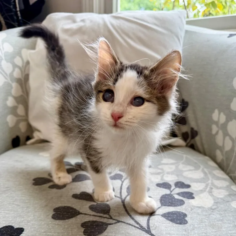 A baby small-sized male Brown / Chocolate Domestic Medium Hair cat named Mr. Magoo for adoption in Granville, OH