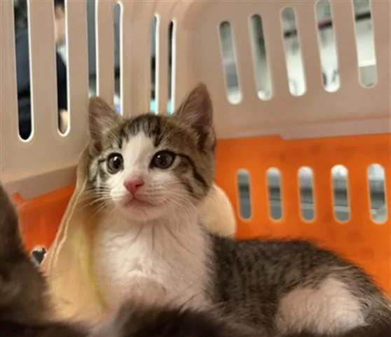 A baby small-sized male Domestic Medium Hair cat named Cheese for adoption in Ontario, CA