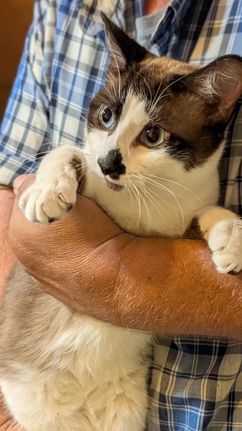 An adult medium-sized male Siamese cat named Nyx for adoption in Pena Blanca, NM