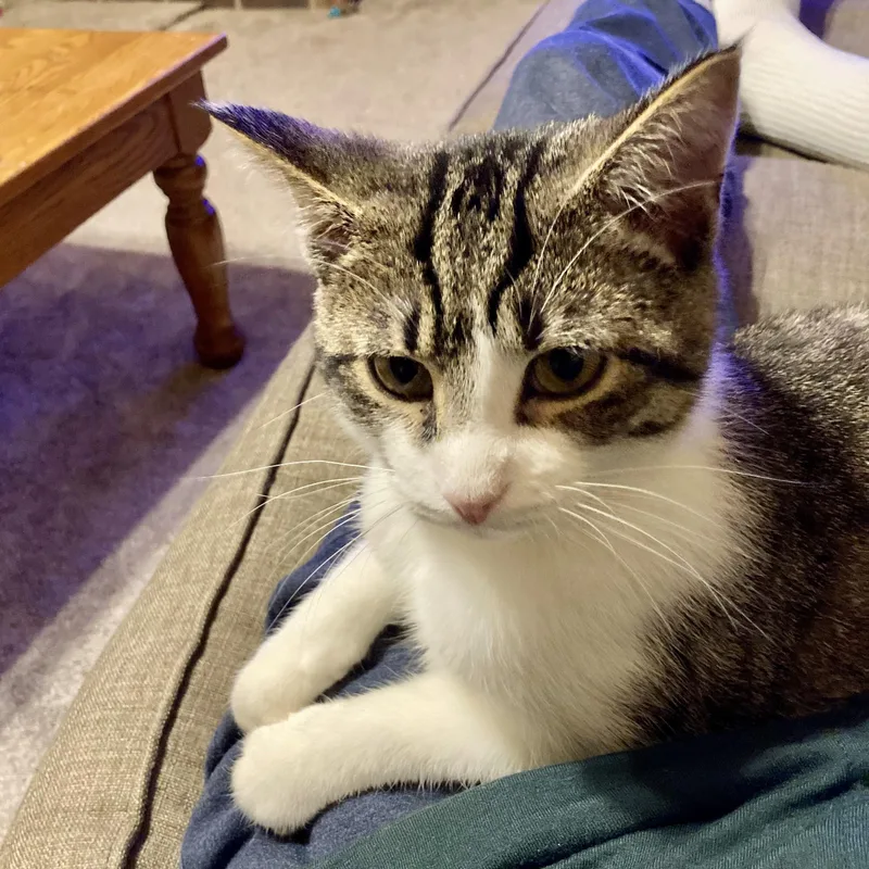 A young medium-sized male Tabby (Gray / Blue / Silver) Domestic Short Hair cat named Birch for adoption in Libertyville, IL