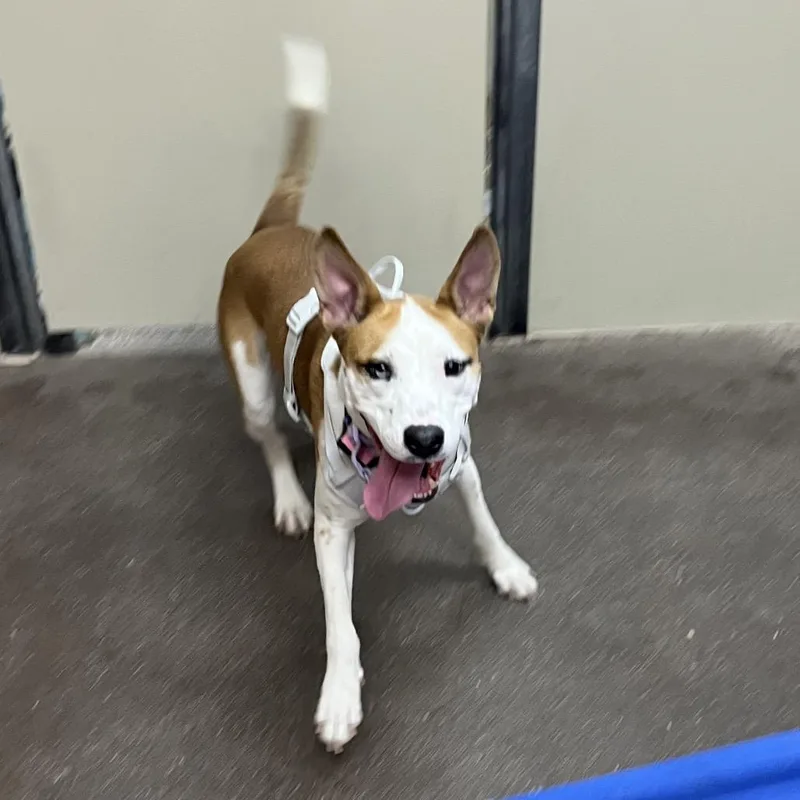 A young medium-sized female Yellow / Tan / Blond / Fawn Pit Bull Terrier dog named Sweet Pea for adoption in Las Vegas, NV