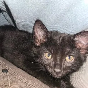 A baby small-sized male White Domestic Short Hair cat named Stapler for adoption in Knoxville, TN
