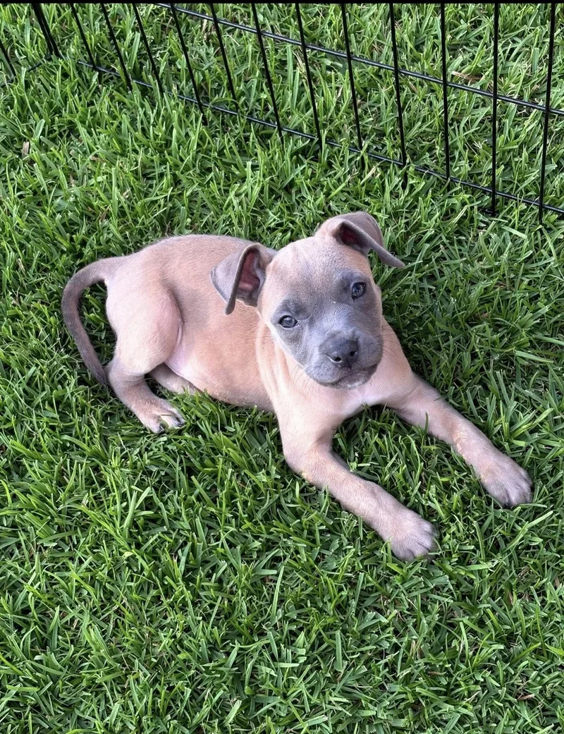 A young medium-sized male Terrier dog named Boone for adoption in Euless, TX