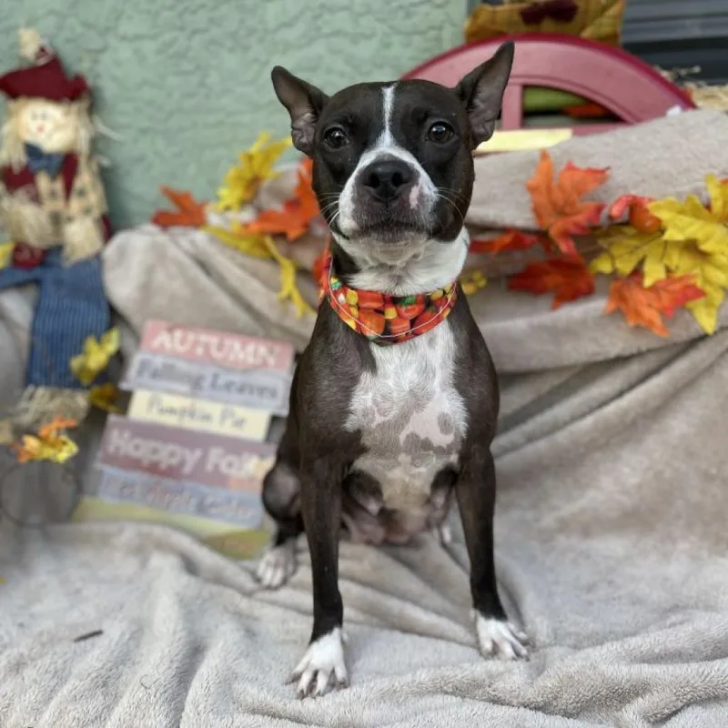 A senior medium-sized female Brown / Chocolate Mixed Breed dog named Kali for adoption in Sarasota, FL