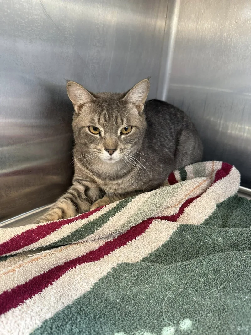 A baby small-sized male Tabby (Gray / Blue / Silver) Tabby cat named Max Mcacc for adoption in Clarksville, TN