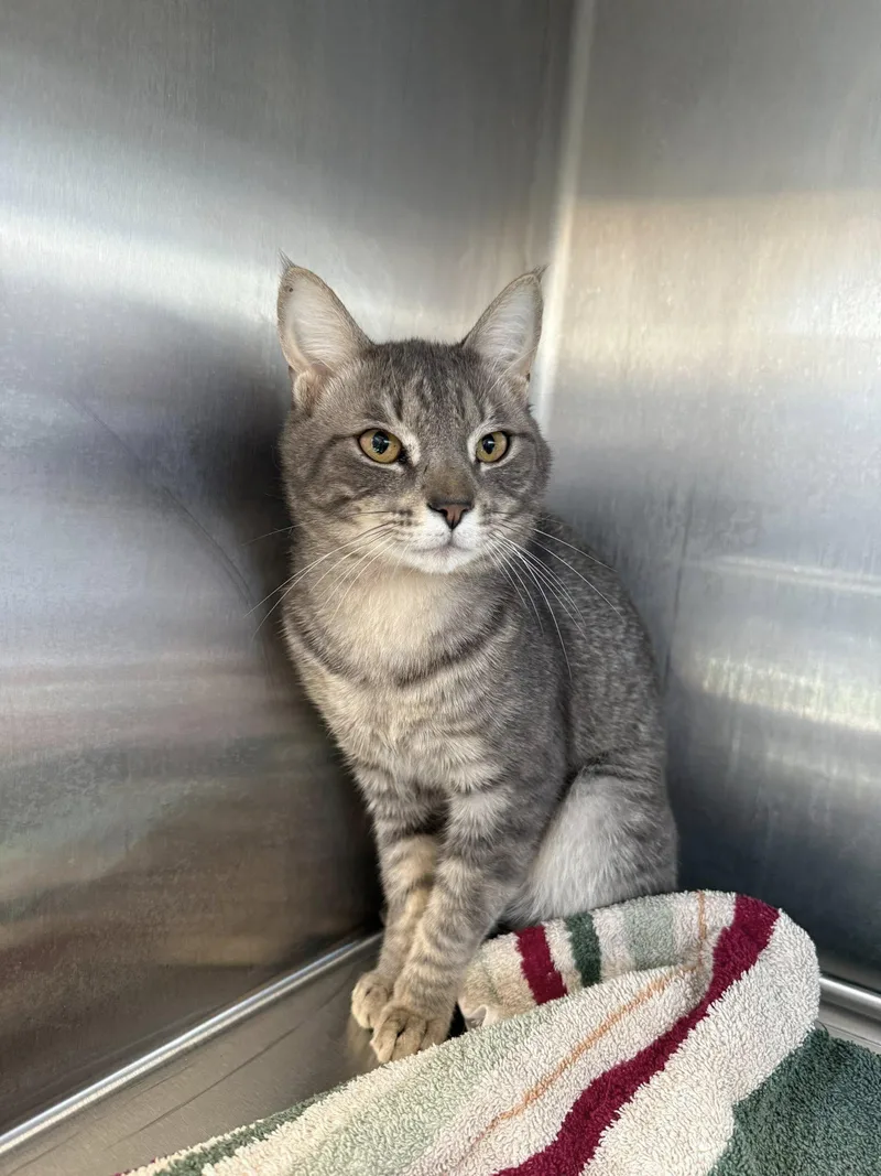 Max Mcacc thumbnail 2