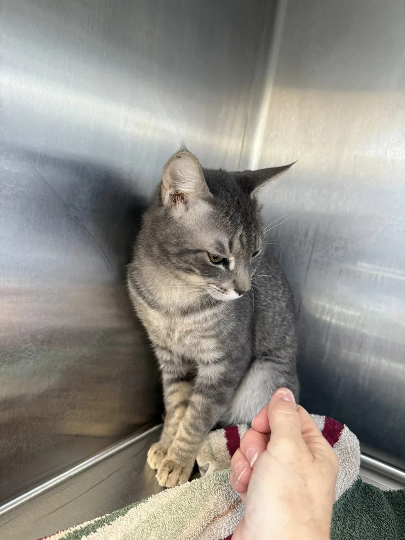 Max Mcacc thumbnail 3