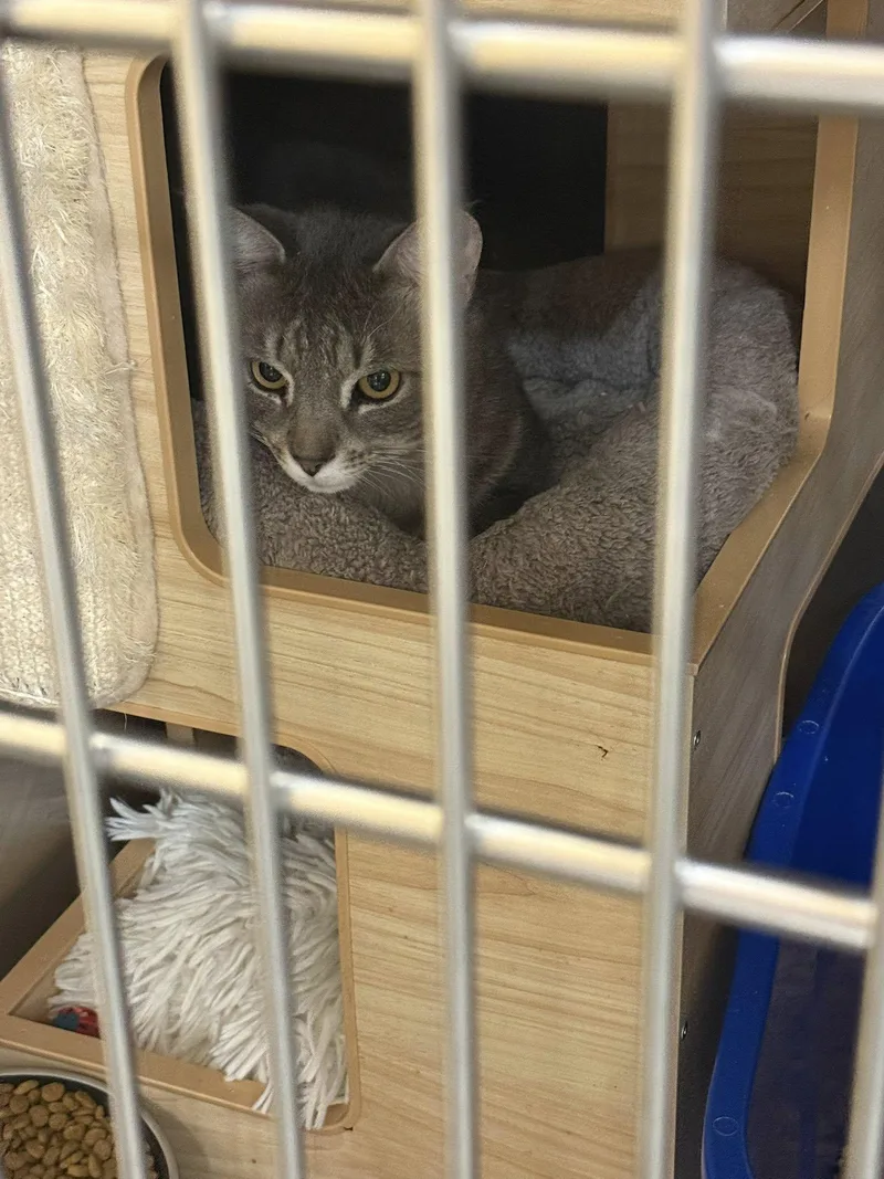 Max Mcacc thumbnail 4