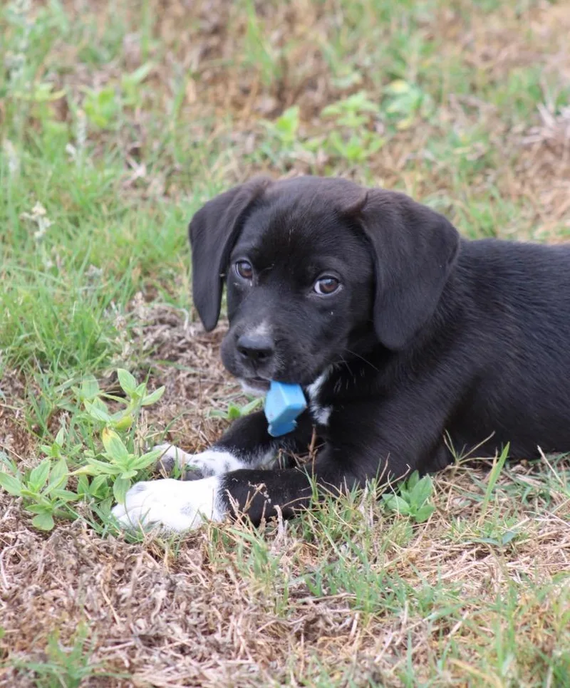 Burnie