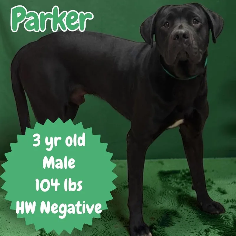 Parker thumbnail 2