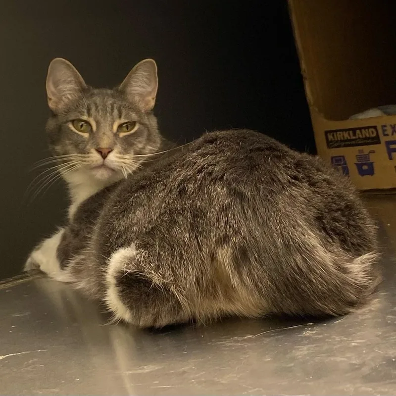 An adult medium-sized female Tabby (Brown / Chocolate) Domestic Short Hair cat named Angelica for adoption in Holly, MI