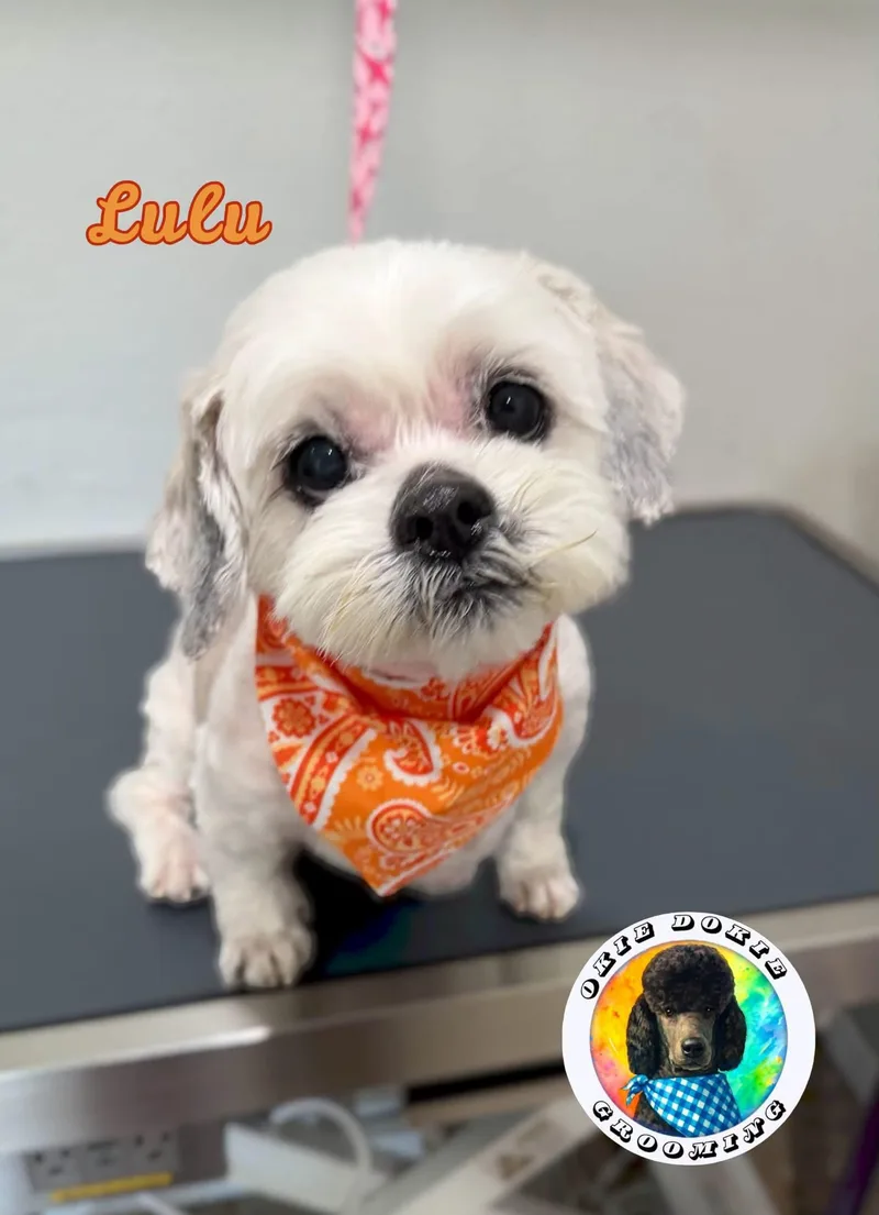 Lulu thumbnail 2