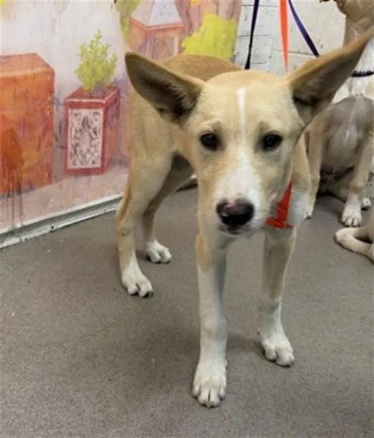 A baby small-sized male German Shepherd Dog dog named Keegan for adoption in San Bernardino, CA