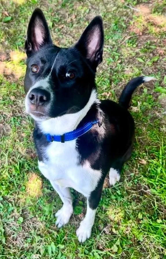 A young medium-sized female Border Collie dog named Raven for adoption in Springfield, VT