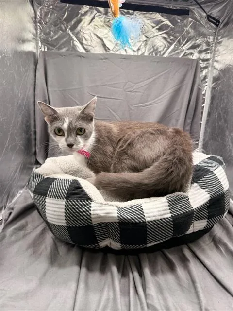 An adult medium-sized female Domestic Short Hair cat named Mazey for adoption in Appling, GA
