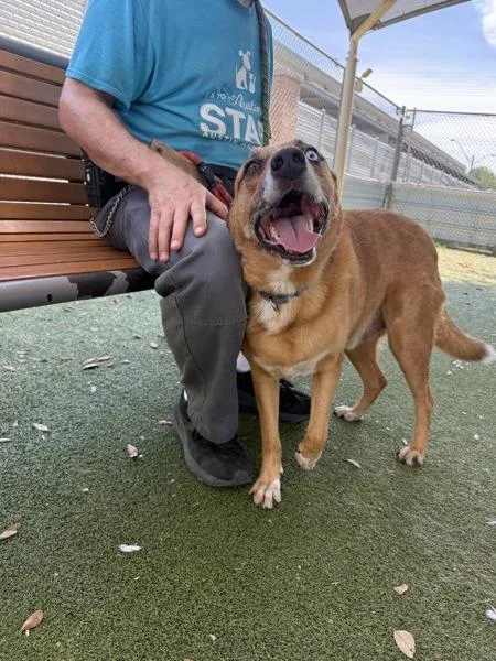 An adult large-sized male Australian Cattle Dog / Blue Heeler dog named Max for adoption in Austin, TX