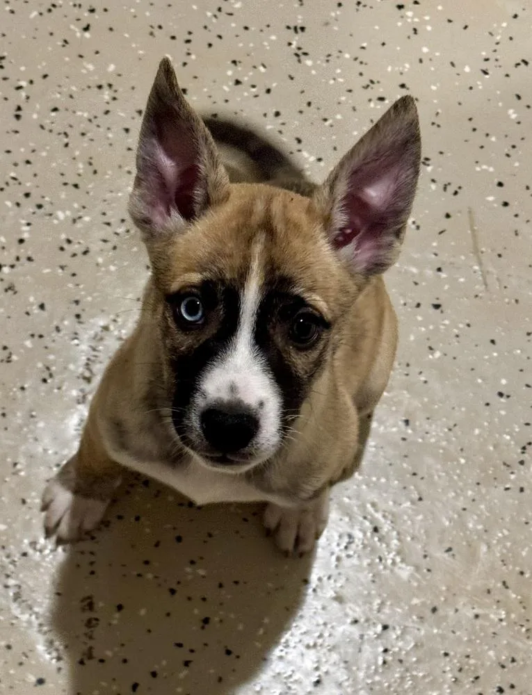 A baby medium-sized female Husky dog named Lanai for adoption in Muskego, WI