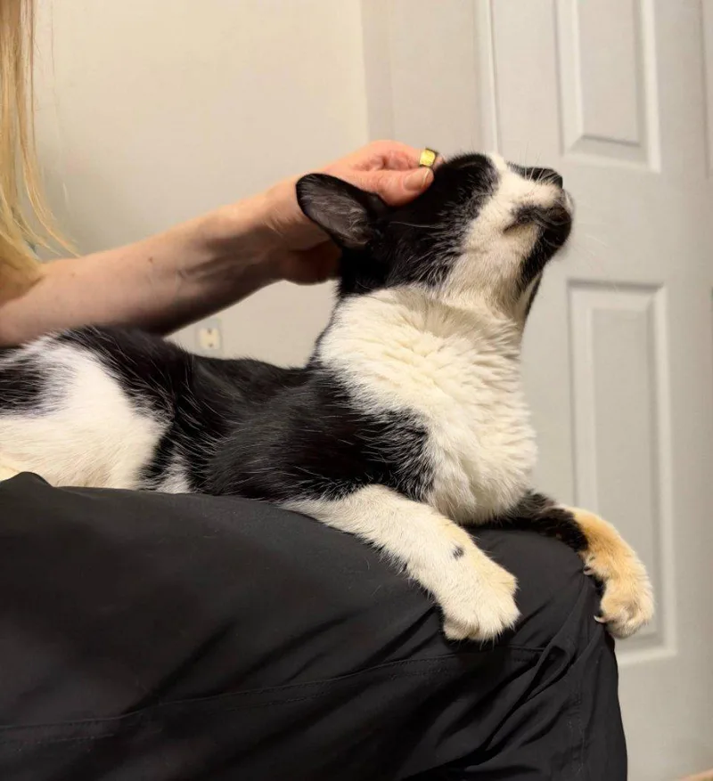 A baby medium-sized male Black & White / Tuxedo Domestic Short Hair cat named Panda for adoption in Fairfax, VA