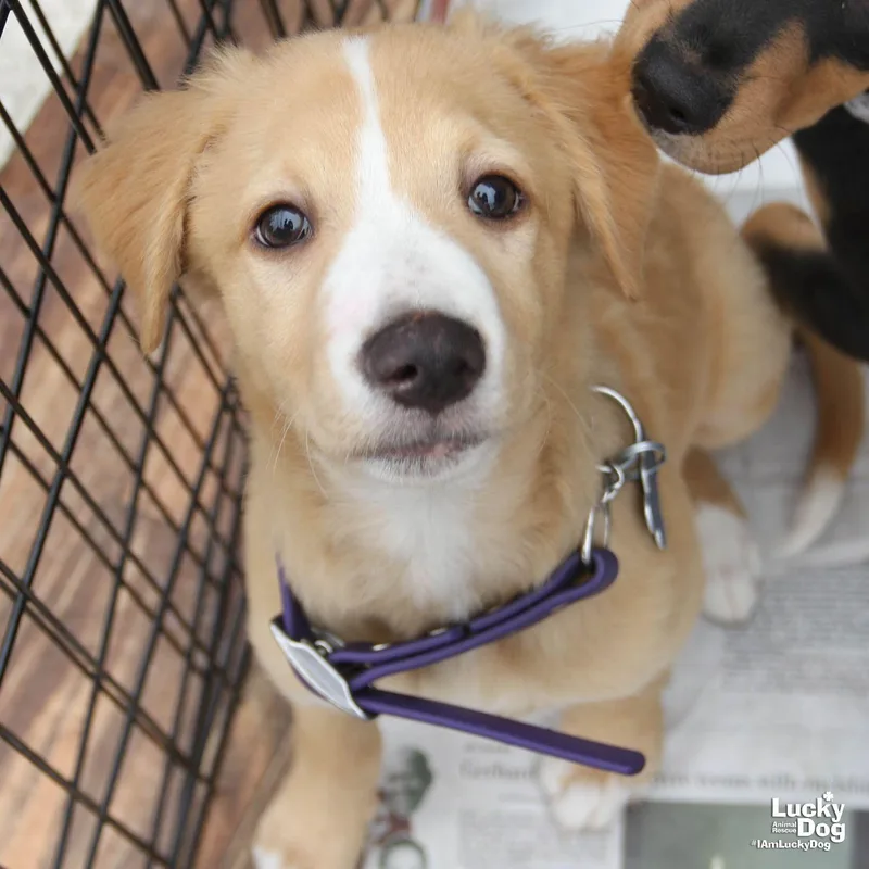 A baby large-sized male Spaniel dog named Chris for adoption in Washington, DC