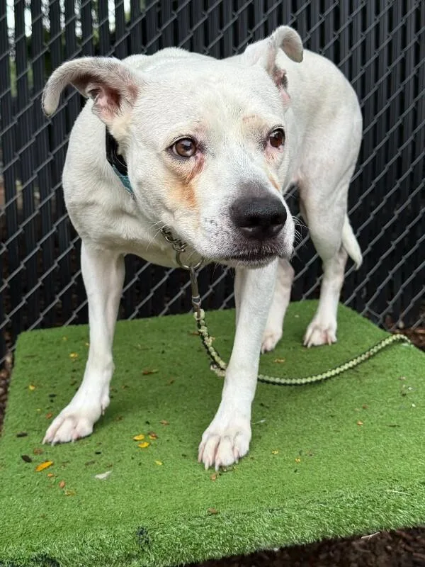 An adult medium-sized female White / Cream Mixed Breed dog named Lucy Linville for adoption in Cincinnati, OH