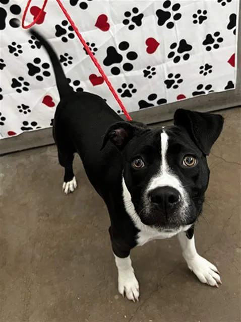 A young large-sized female Mixed Breed dog named Luna for adoption in Dallas, TX